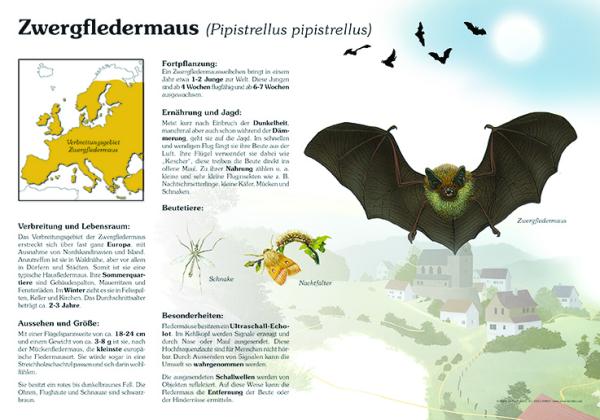 Bild- und Lehrtafel: Zwergfledermaus